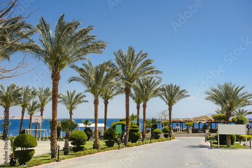 palm trees and other plants in tropical garden of a resort on the coast of Red Sea