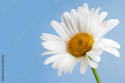 Chamomile  flower on a blue background