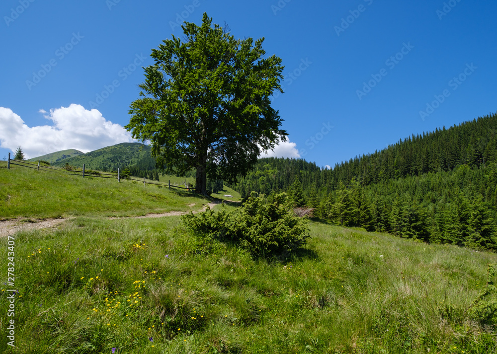 Carpathian mountain summer country landscape