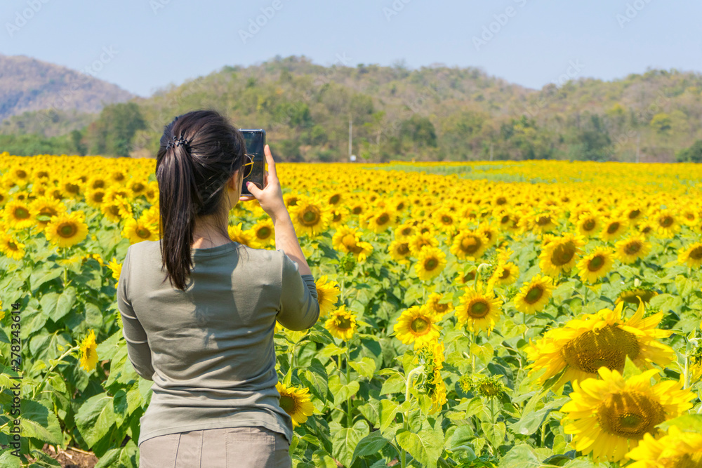 Close up of sunflowers field and landscape with blue sky. Close up of sunflowers field and landscape with blue sky.