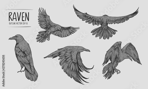 Fotografija Sketch of flying raven