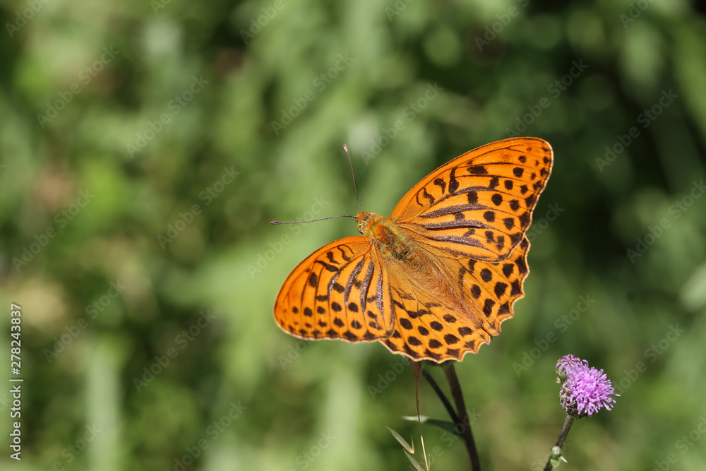 Beautiful butterfly drinks nectar from a flower Beautiful butterfly drinks nectar from a flower