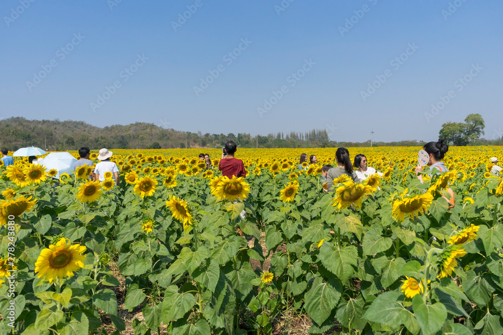 Fototapeta premium Close up of sunflowers field and landscape with blue sky.