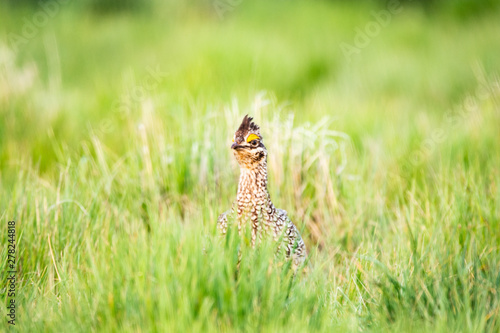 Male Sharptail Grouse in Grasslands National Park 