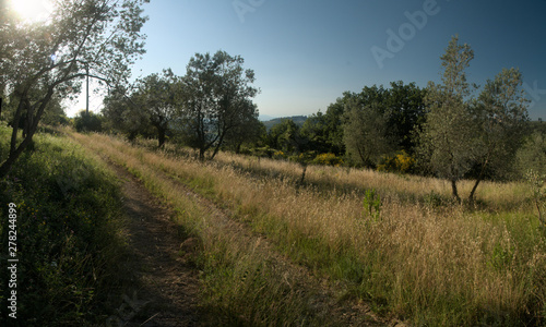 Olives grove in Montespertoli, Tuscany