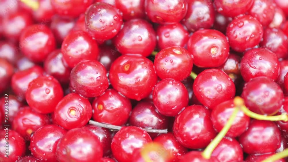 Closeup of water droplets on fresh cherries. Tasty and healthy fruits. Rotation 360. 4K UHD video Closeup of water droplets on fresh cherries. Tasty and healthy fruits. Rotation 360. 4K UHD video