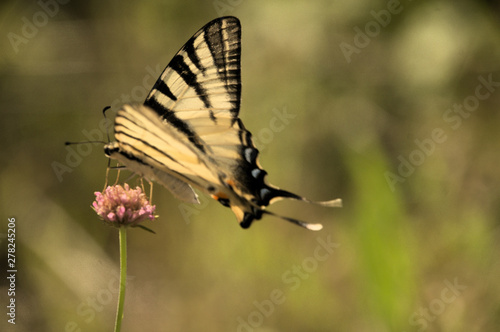 Iphiclides podalirius; scarce swallowtail butterfly in rural Tuscany