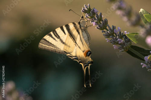 Iphiclides podalirius; scarce swallowtail butterfly in rural Tuscany photo