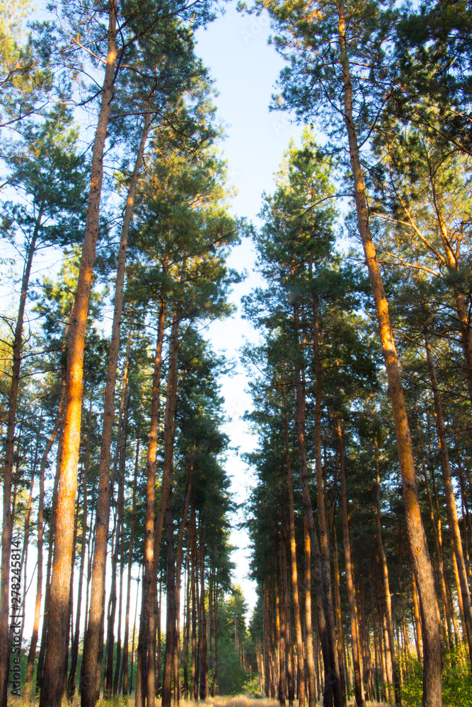 Obraz premium Pine forest. Path in the Pine Forest