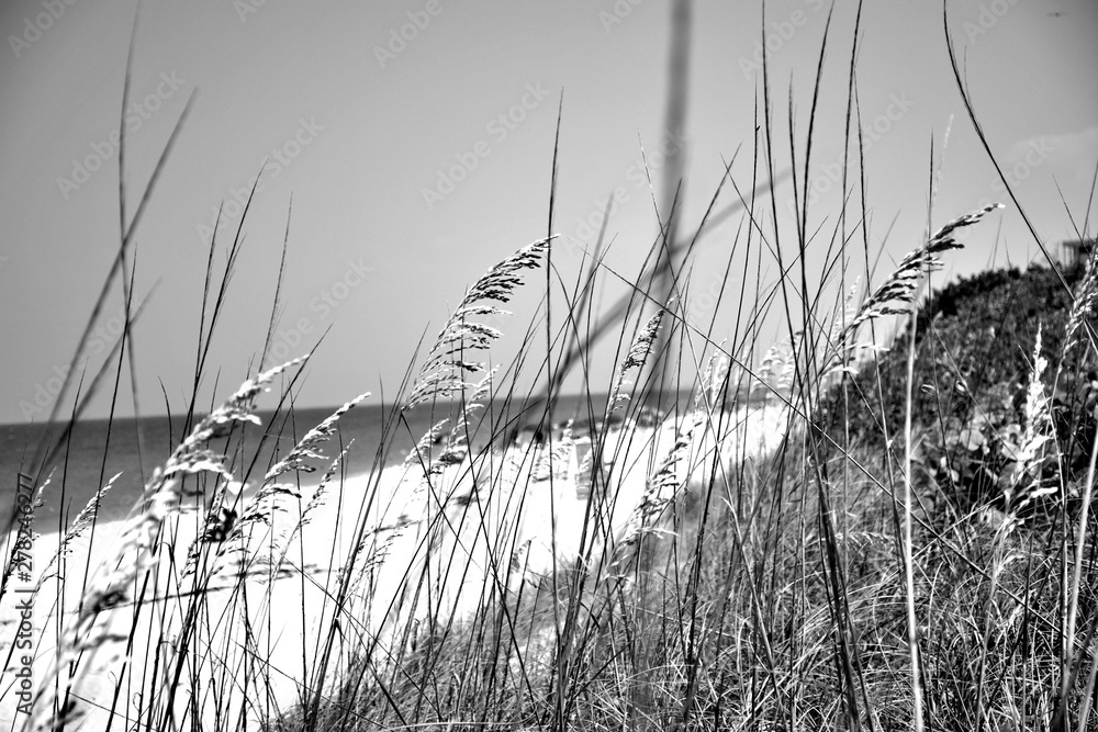 Obraz premium sea grass
