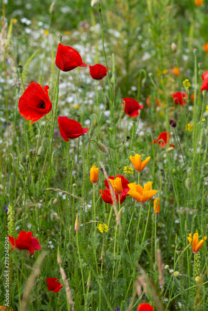 red poppy flowers in a meadow