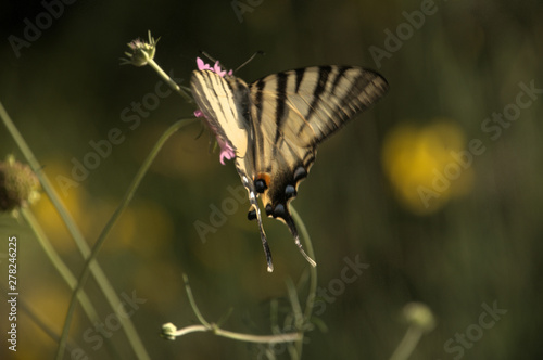 Iphiclides podalirius; scarce swallowtail butterfly in rural Tuscany photo