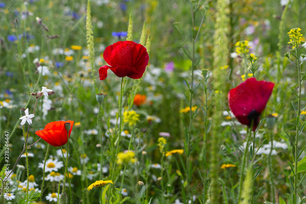 red poppy flowers in a meadow red poppy flowers in a meadow