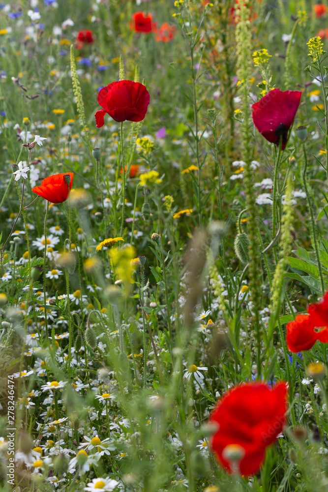 Naklejka premium red poppy flowers in a meadow