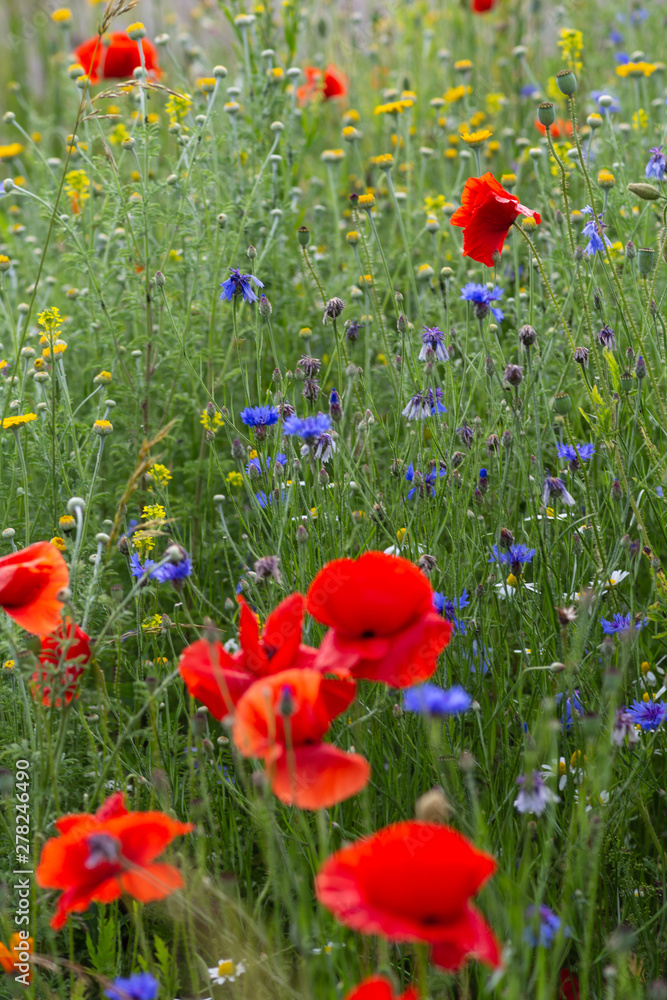 Obraz premium red poppy flowers in a meadow