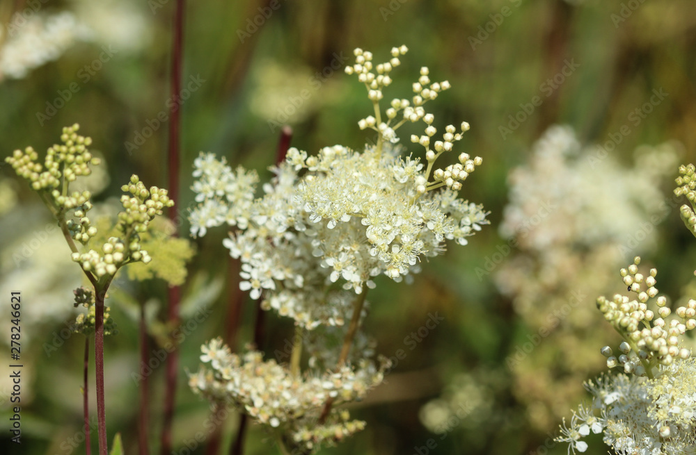 Filipendula ulmaria, commonly known as meadowsweet or mead wort flower, blooming in spring Filipendula ulmaria, commonly known as meadowsweet or mead wort flower, blooming in spring