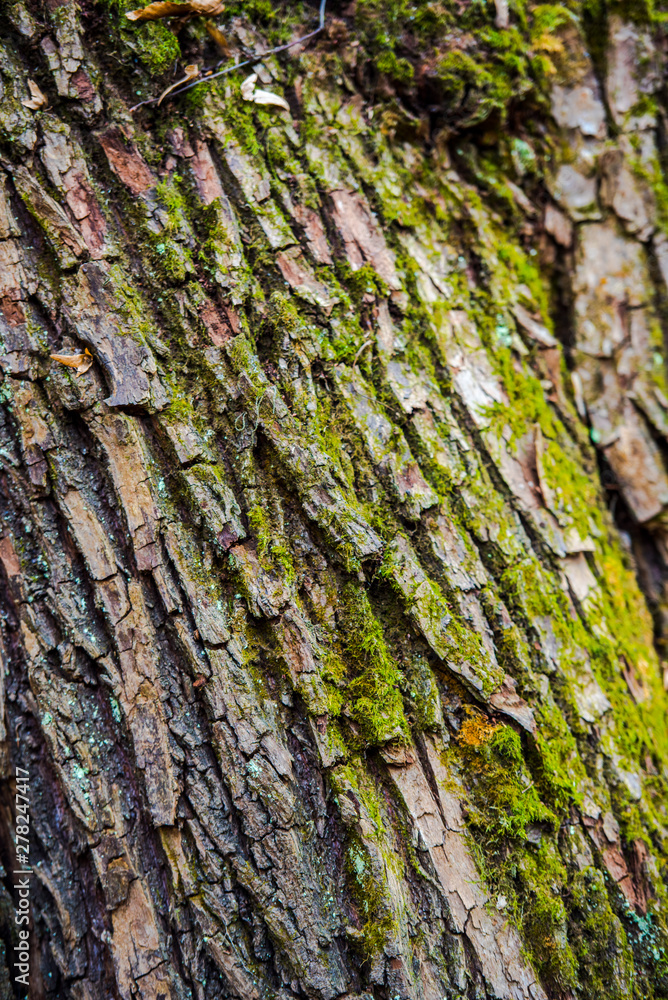 Fototapeta premium Bark tree texture
