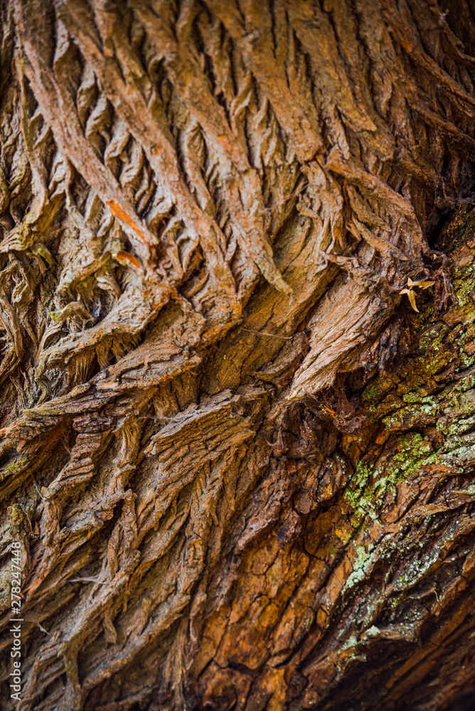 Bark tree texture Bark tree texture