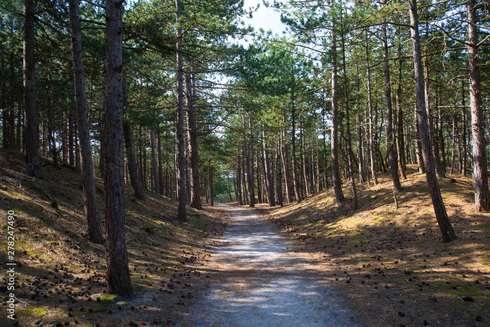 Dünenlandschaft bei Schoorl in Nordholland Dünenlandschaft bei Schoorl in Nordholland
