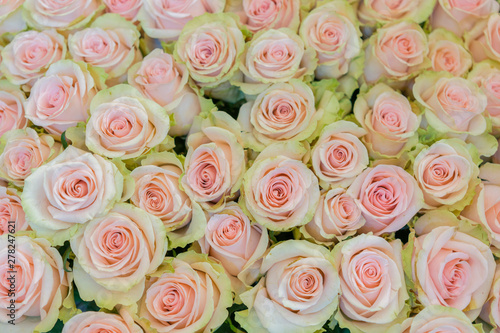 Beige roses background. White roses horizontal seamless pattern. White roses arrangement