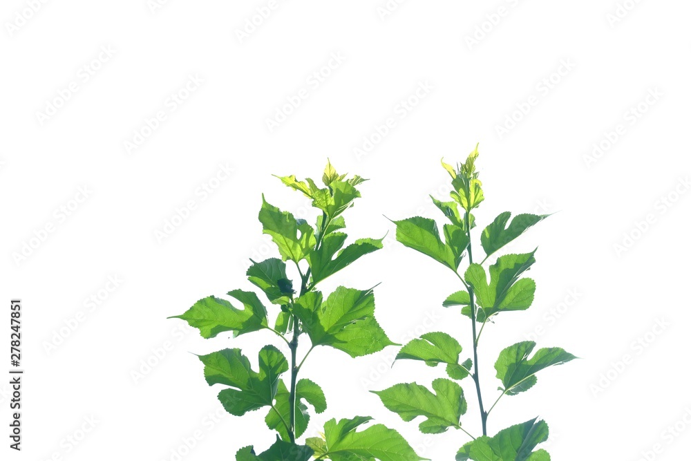 Young tropical plants with leaves branches and sun light on white isolated background for green foliage backdrop 