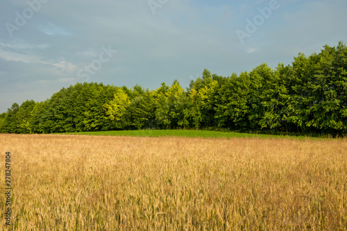 Field with grain and deciduous trees