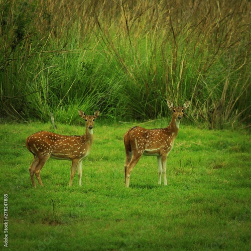 fallow deer in the grass © avinash