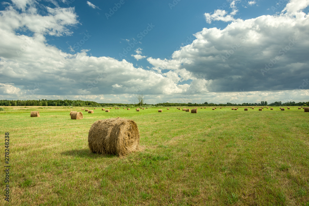 Circle of hay on the field, horizon and clouds on a blue sky