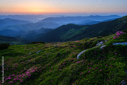 Pink rose rhododendron flowers on early morning summer misty mountain top. Carpathian  Ukraine..