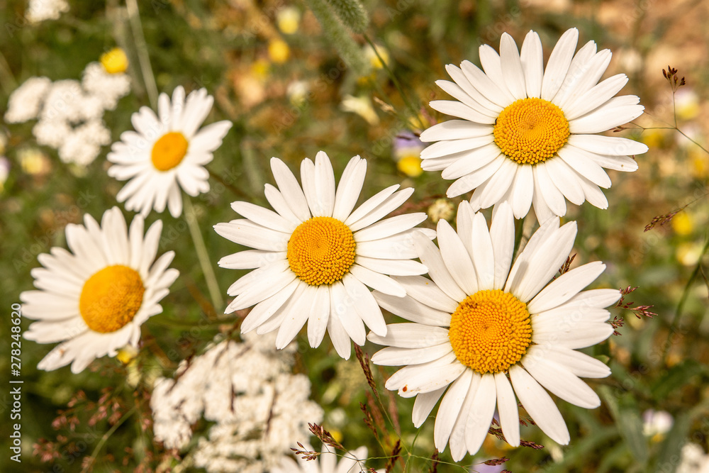 White Daisy Flowers on Green Meadow Field. Nature and Gardening Concept. White Daisy Flowers on Green Meadow Field. Nature and Gardening Concept.