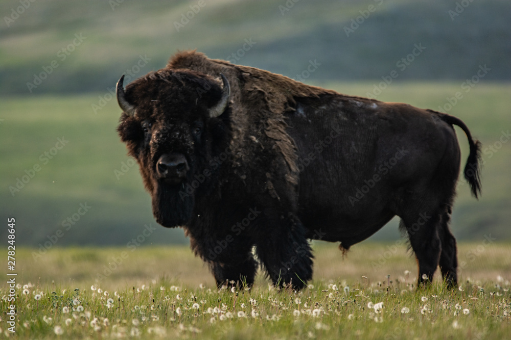 Bison of Grasslands National Park in Spring