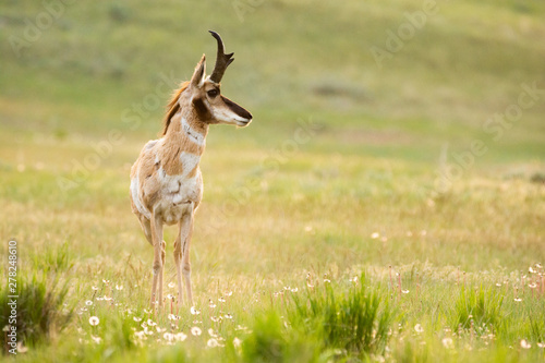 Prong horned Antelope on the Prairies in Spring 