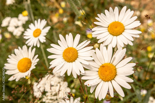 White Daisy Flowers on Green Meadow Field. Nature and Gardening Concept.