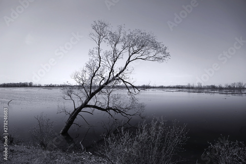 A tree by the lake side in monochrome
