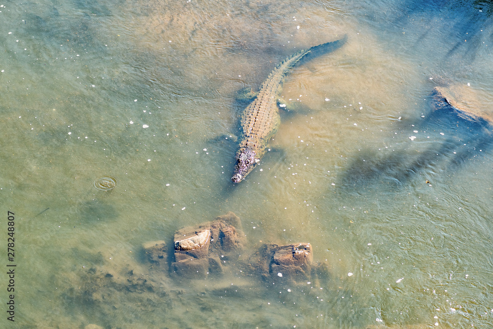 Obraz premium Nile crocodile in the Crocodile River near Malalane