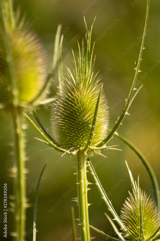 Green wild Teasel (Dipsacus fullonum) or thistle, spiky plant with thorn on a meadow Green wild Teasel (Dipsacus fullonum) or thistle, spiky plant with thorn on a meadow