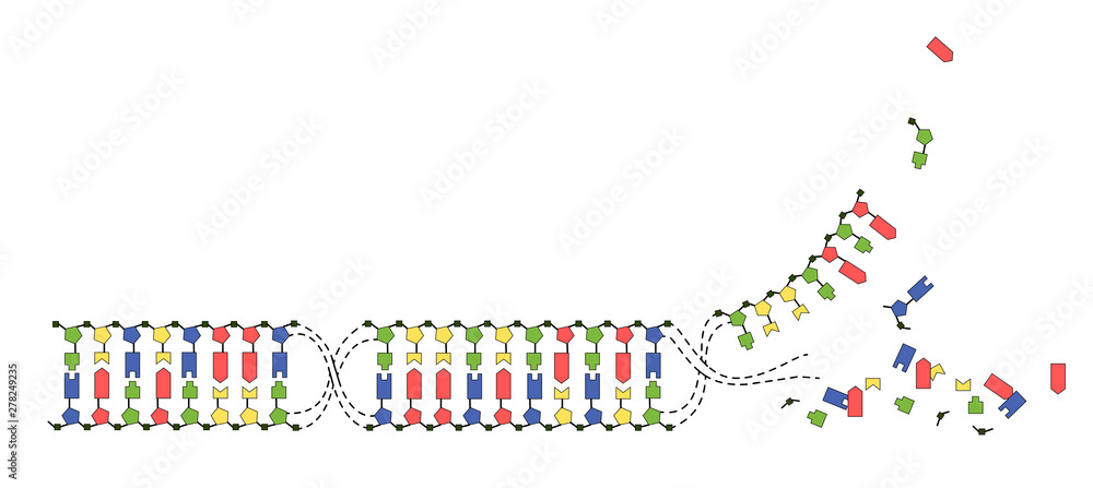 Obraz premium DNA strands of the genome. Sequence of double-stranded DNA nucleotide, phosphate, sugar and bases. Vector image on white background.