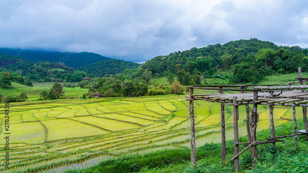 Paddy Rice Field With Mountain View