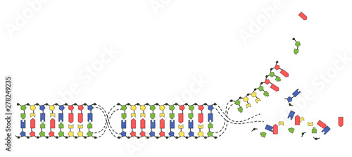 DNA strands of the genome. Sequence of double-stranded DNA nucleotide, phosphate, sugar and bases. Vector image on white background.