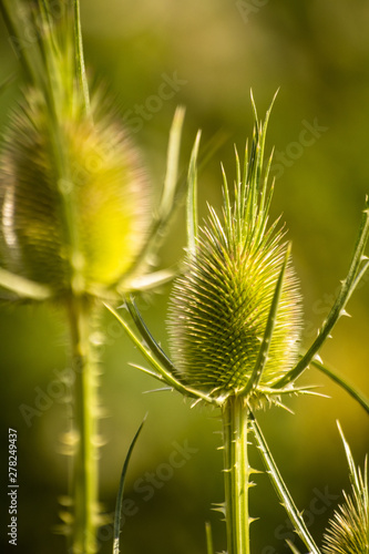 Green wild Teasel (Dipsacus fullonum) or thistle, spiky plant with thorn on a meadow