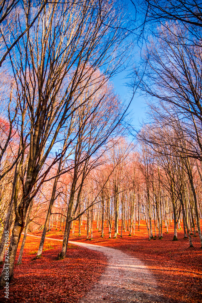 Fototapeta premium Autumn landscape in the forest