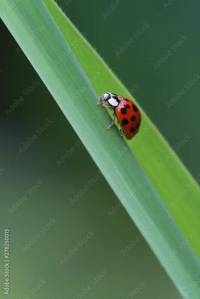 Ladybug on leaf Ladybug on leaf