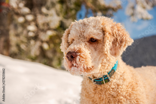 Cute dog on the snow