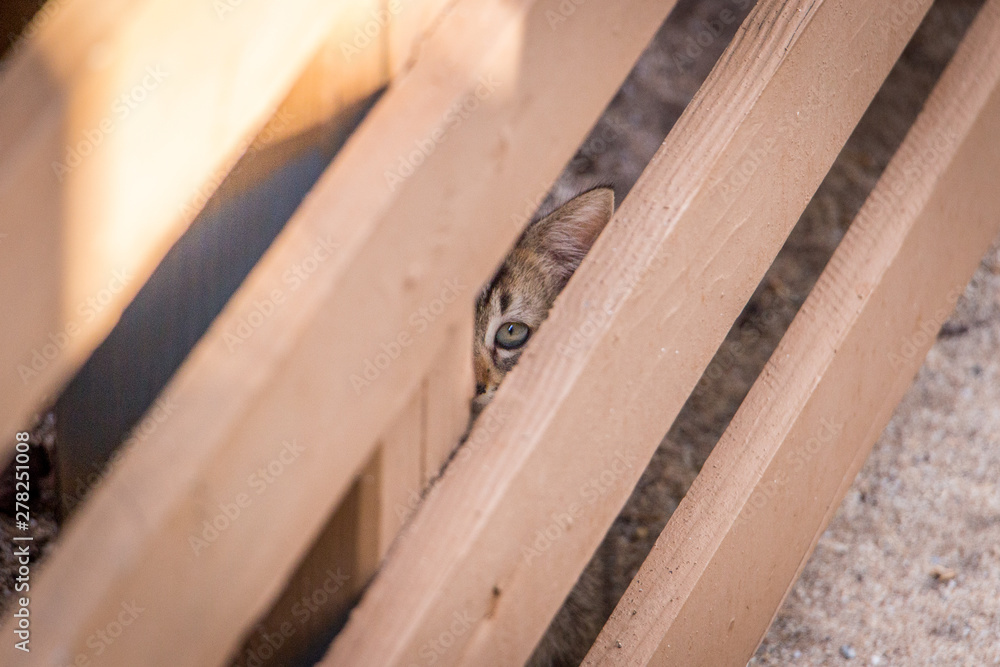 A Stray Kitten Peering at the Camera from Behind a Wooden Fence A Stray Kitten Peering at the Camera from Behind a Wooden Fence