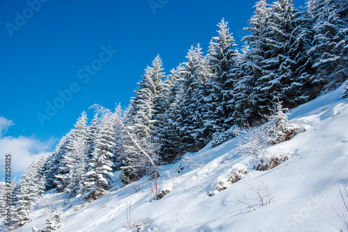 Snow trees in the cold winter © Ivanica