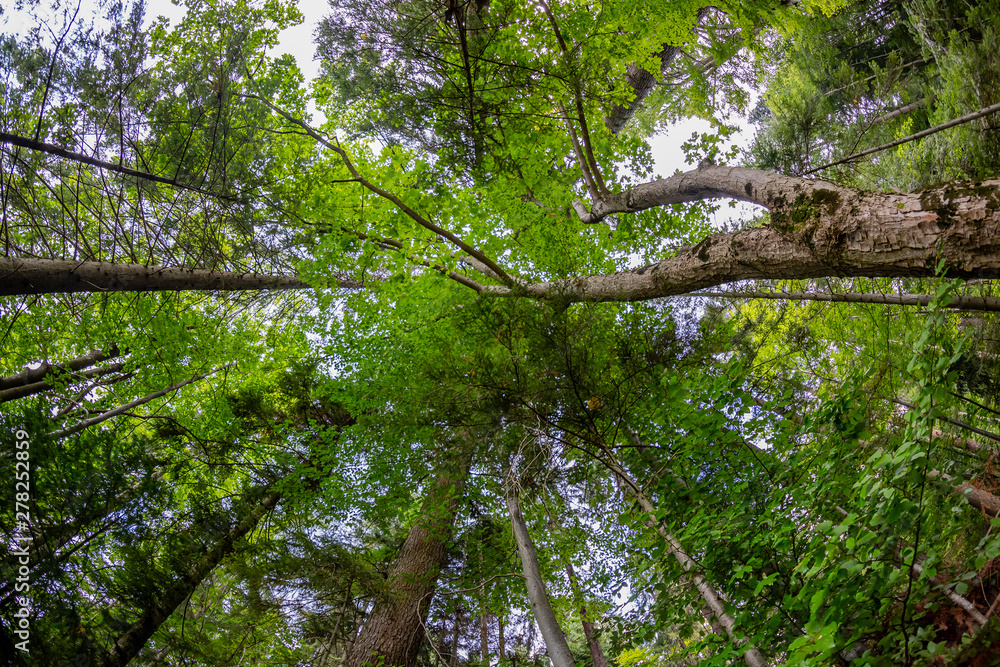 Fototapeta premium Forest Canopy