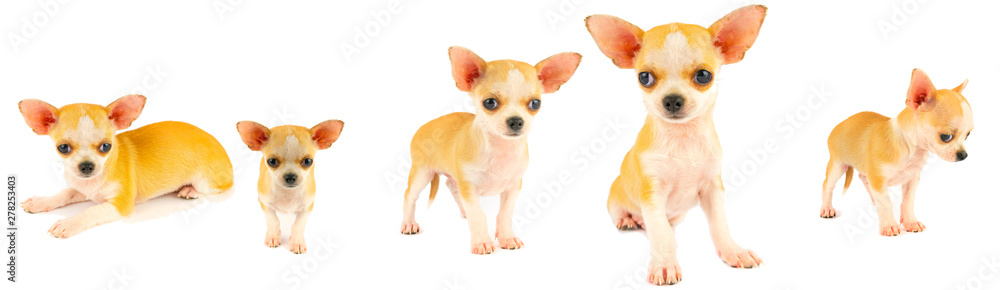 Chihuahua puppy dog small collection set isolated on white background