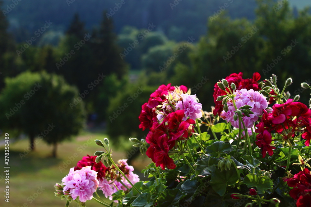 Obraz premium flowers in the garden