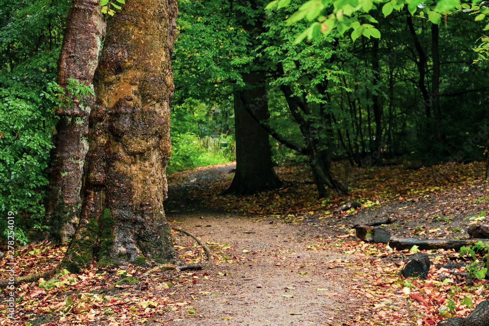 Autumn arrives in the forest as the first leaves turn to gold and fall across the winding forest path Autumn arrives in the forest as the first leaves turn to gold and fall across the winding forest path