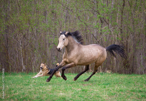Horse and dog play in the spring forest